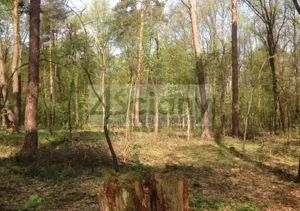 Działka 4 630,00 m², Sękocin-Las, Sprzedaż