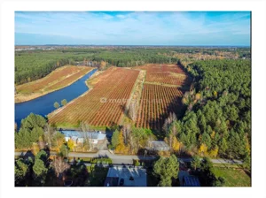 Działka 189 500,00 m², Budy Głogowskie, Sprzedaż