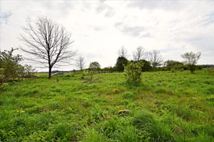 Działka 3 045,00 m², Jędrychówko, Sprzedaż