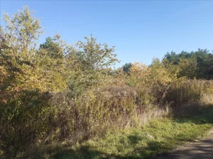 Działka 1 250,00 m², Łoś, Sprzedaż