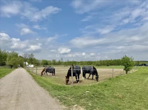 Działka 6 000,00 m², Świętochów, Sprzedaż