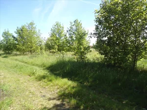 Działka 1 633,00 m², Wola Zaradzyńska, Sprzedaż