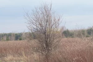 Działka 1 200,00 m², Czosnów, Sprzedaż