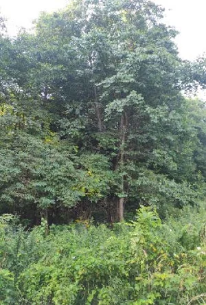 Działka 5 203,00 m², Bielsko-Biała, Sprzedaż