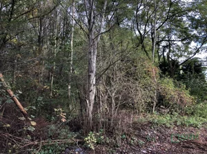 Działka 3 589,00 m², Jankowice, Świerklańska, Sprzedaż