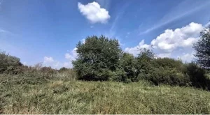 Działka 7 600,00 m², Dziekanów Leśny, Sprzedaż