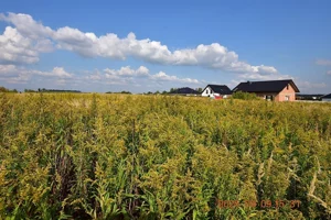 Działka 850,00 m², Syców, Jacka Malczewskiego, Sprzedaż