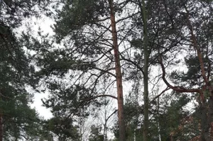 Działka 1 677,00 m², Józefów, Sprzedaż