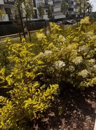 2 pokoje, apartament 32,30 m², parter, oferta nr , 76464/6624/OMS, Warszawa, Włochy, Włochy, Łopuszańska
