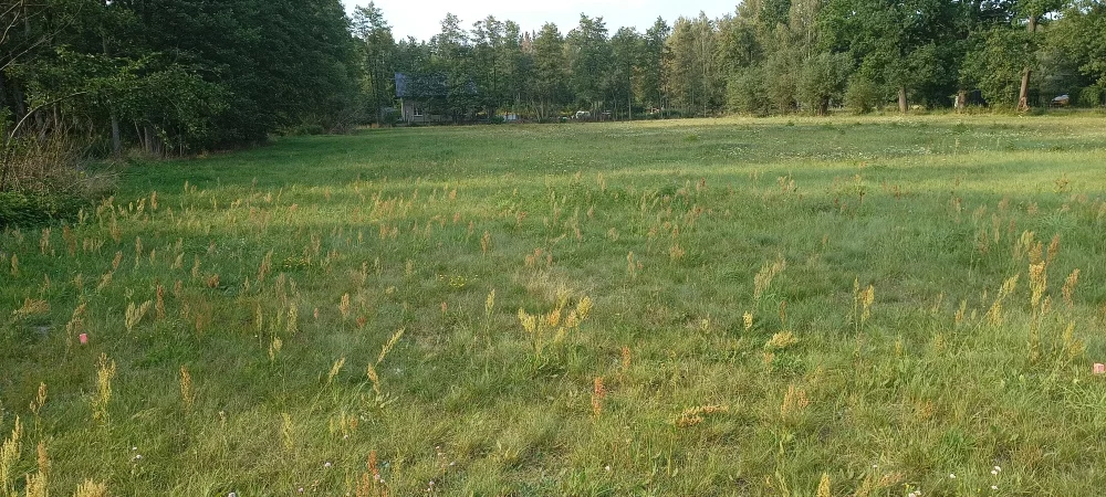 36647 - zdjęcie nr 2