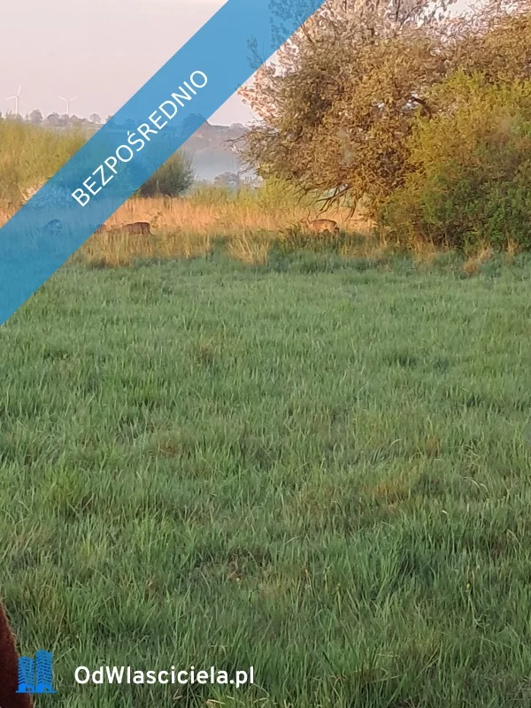 36084 - zdjęcie nr 2
