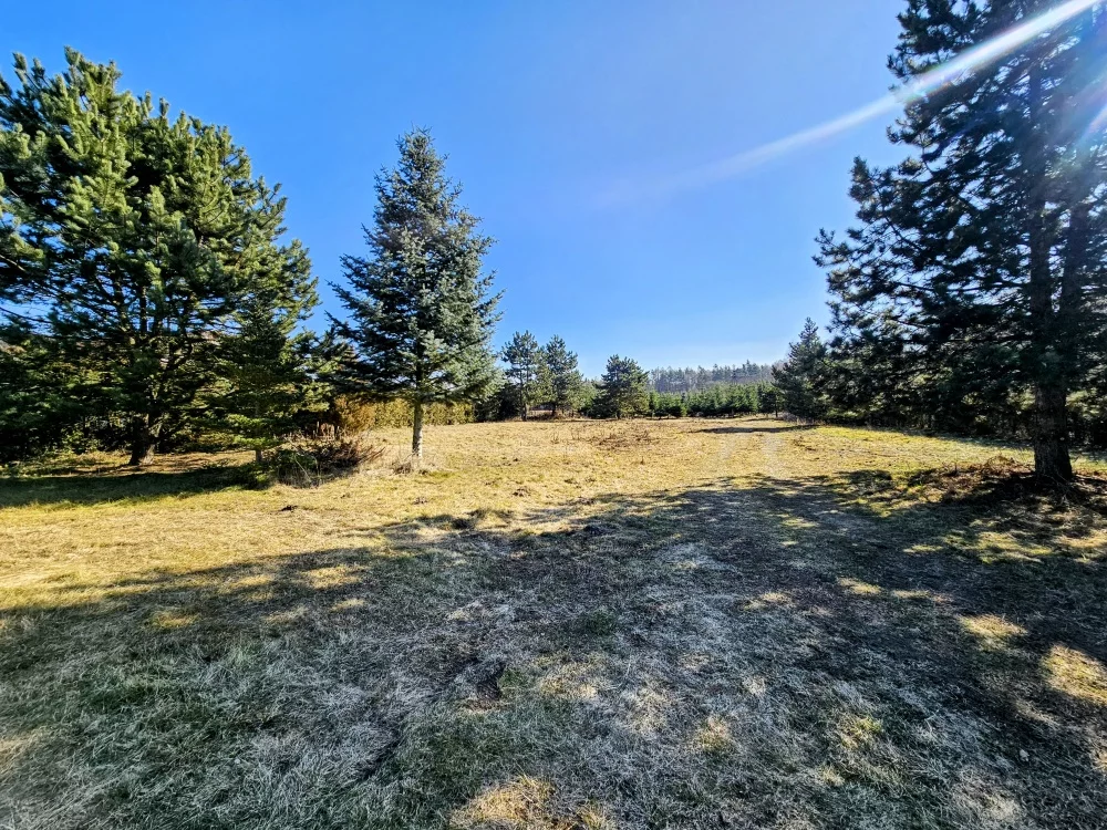 Działka 8 600,00 m², oferta nr , 36937, Osuchów, Leśna