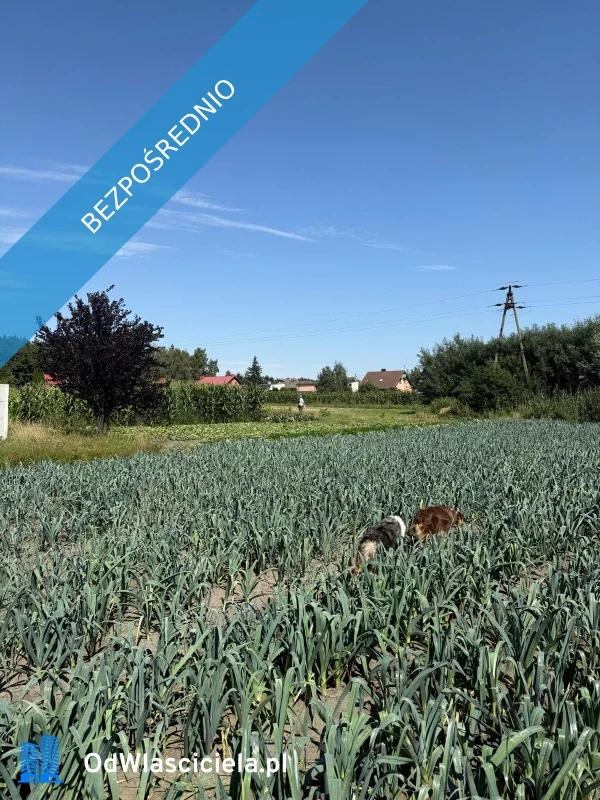 Działka 1 700,00 m², oferta nr , 37638, Sulęcinek, Leśna