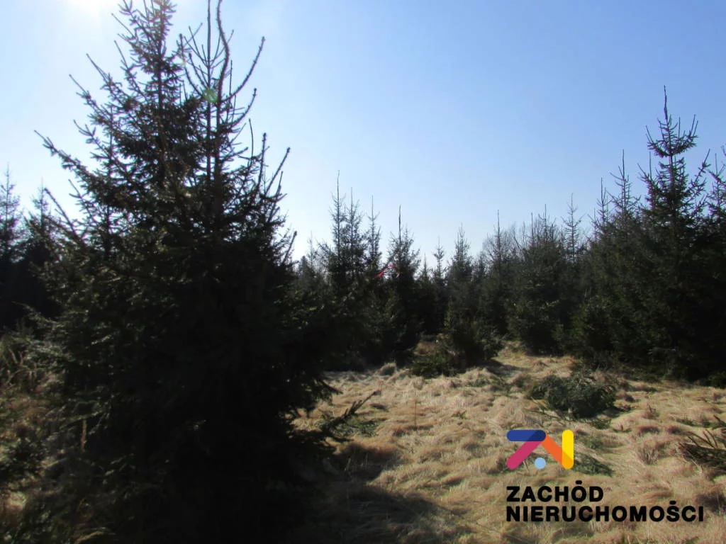 143180227 - zdjęcie nr 1