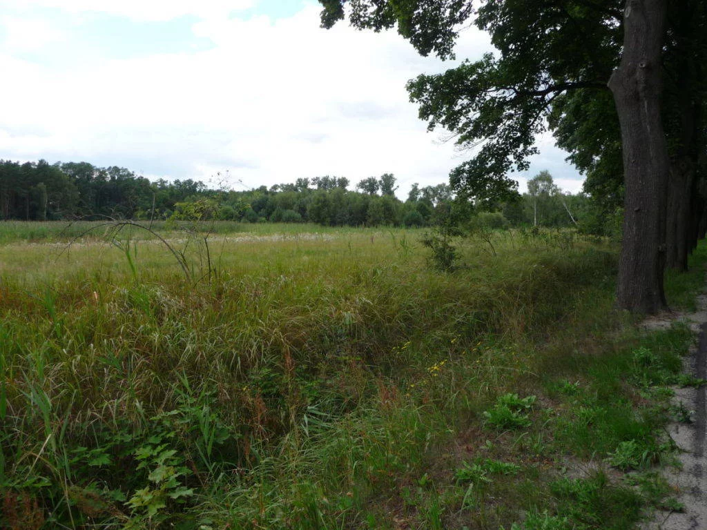 Działka 54 800,00 m², oferta nr , 56370227, Dychów