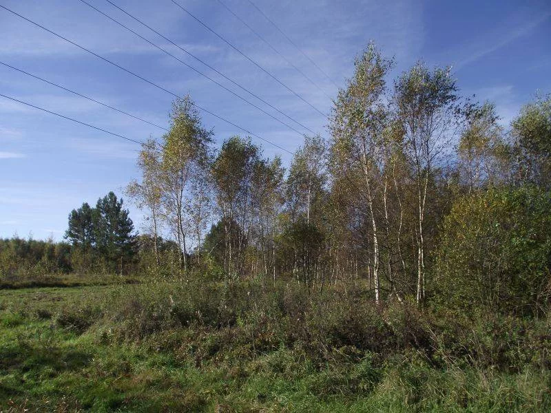 42780227 - zdjęcie nr 0