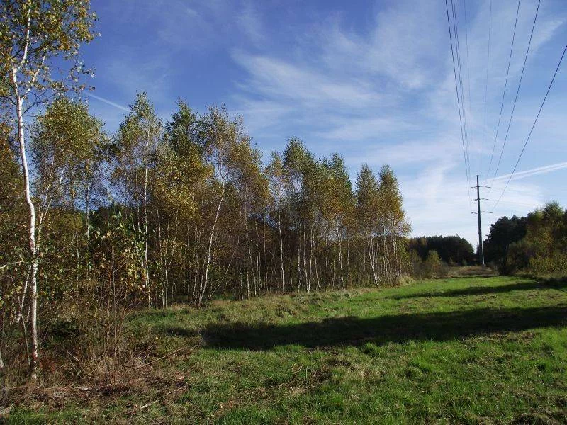 42780227 - zdjęcie nr 3