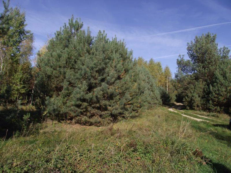 Działka 3 648,00 m², oferta nr , 42780227, Radomia, Radomia