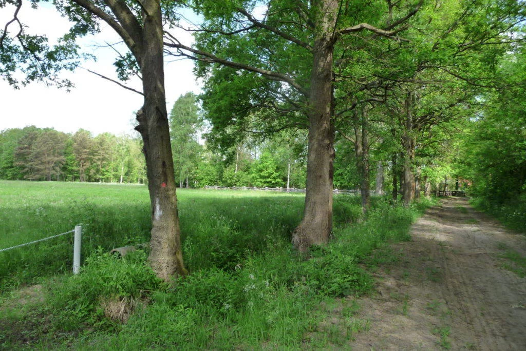 52580227 - zdjęcie nr 0