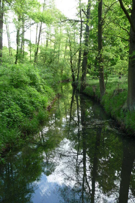 52580227 - zdjęcie nr 1