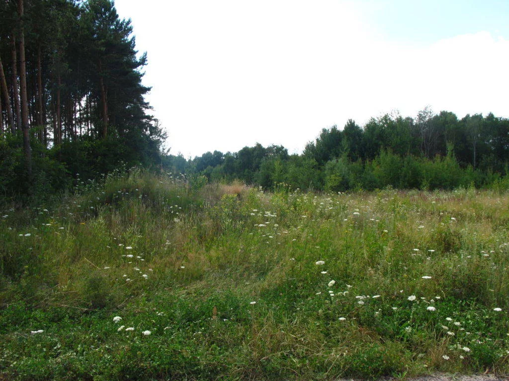 44930227 - zdjęcie nr 0