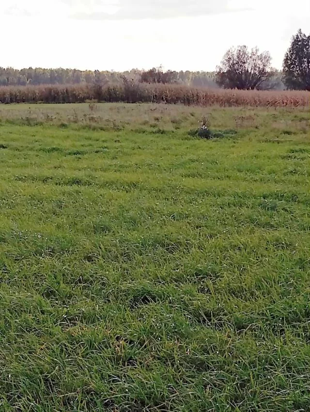 Działka 3 024,00 m², oferta nr , 2462, Siedliska