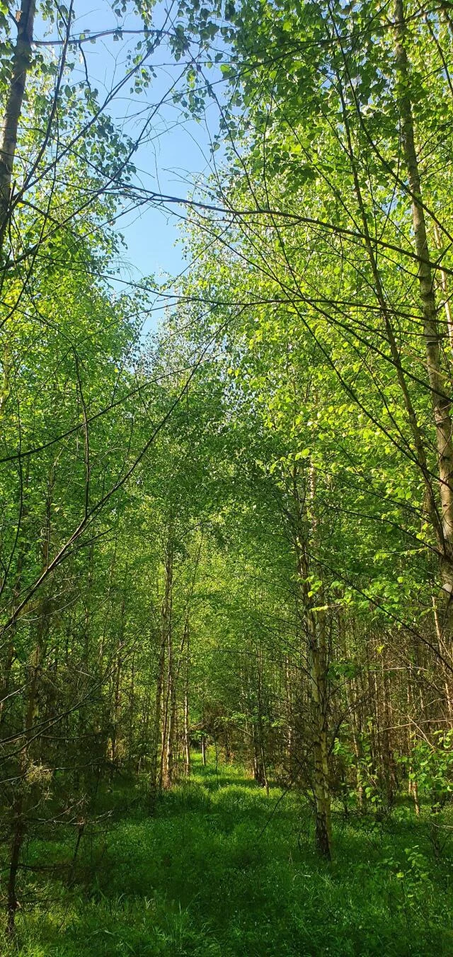 Działka 8 000,00 m², oferta nr , 1216, Stary Cydzyn