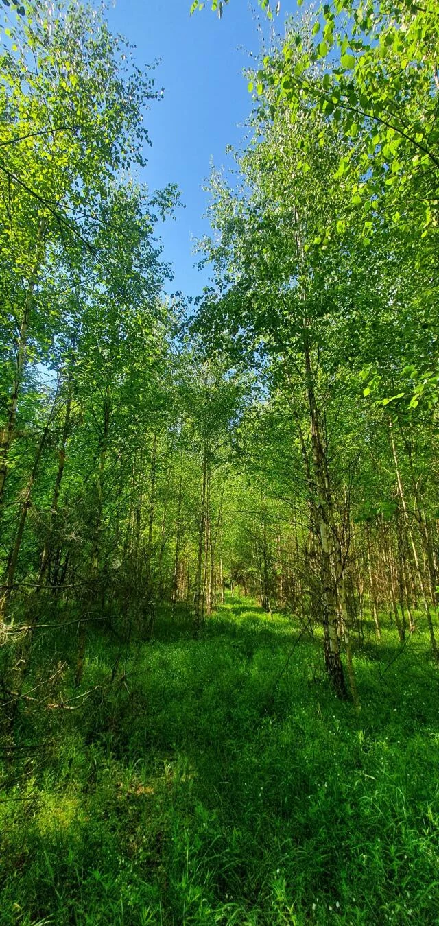 Działka 8 000,00 m², oferta nr , 1216, Stary Cydzyn