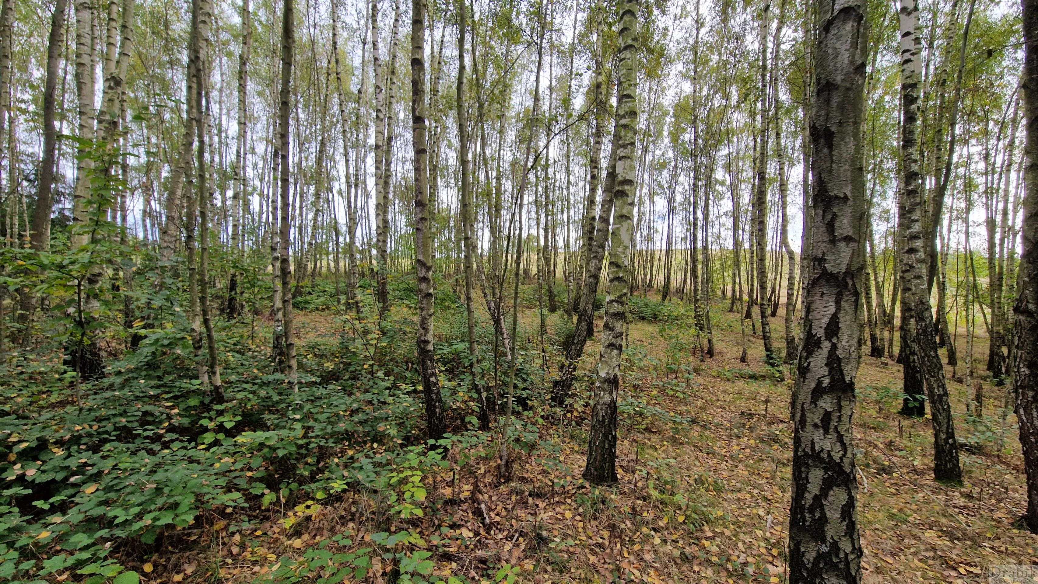 Działka 19 800,00 m², oferta nr , 2601, Zegartowice