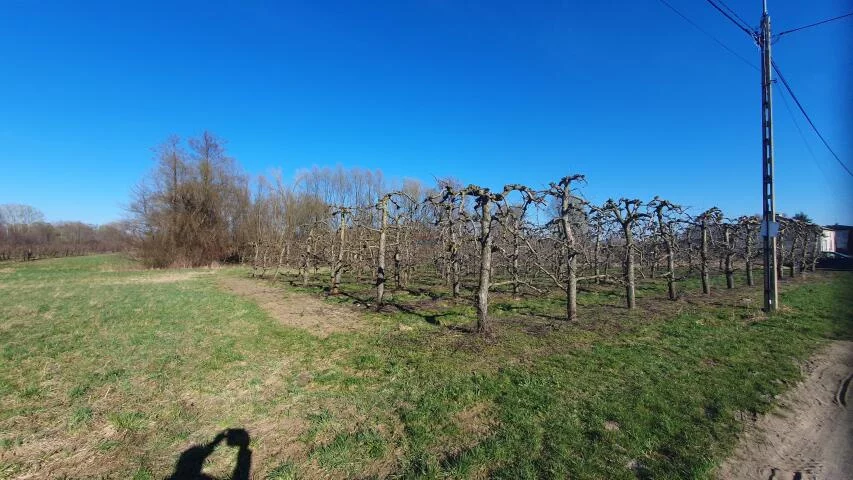 Działka 29 500,00 m², oferta nr , 20071, Dębówka