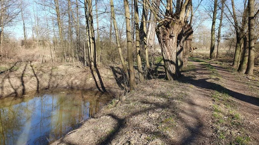 Działka 29 500,00 m², oferta nr , 20071, Dębówka