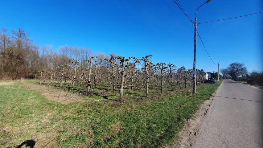 Działka 29 500,00 m², oferta nr , 20071, Dębówka