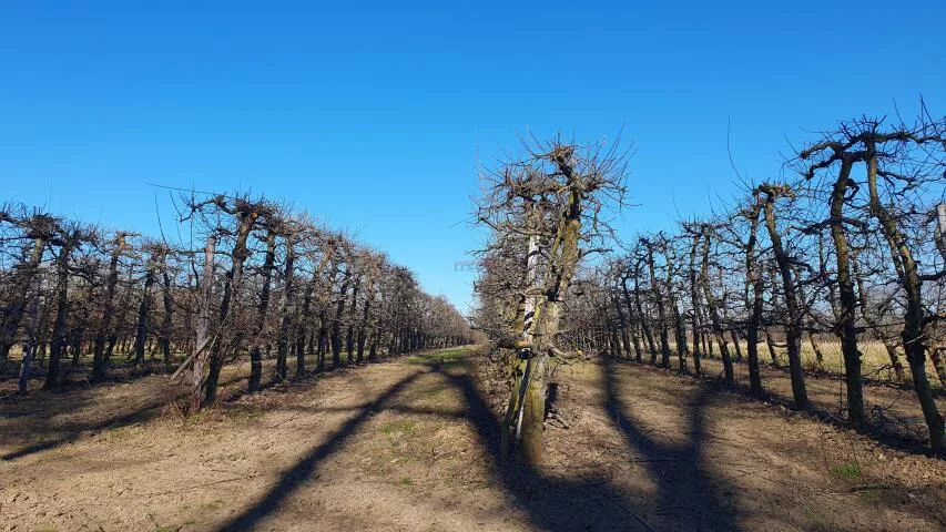 Działka 29 500,00 m², oferta nr , 20071, Dębówka