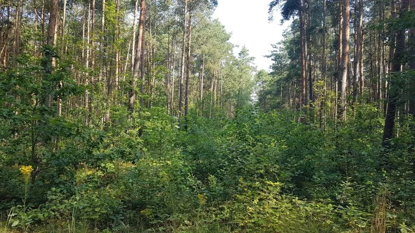 Działka 3 055,00 m², oferta nr , 19859, Mirowice