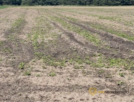 424169642 - zdjęcie nr 0