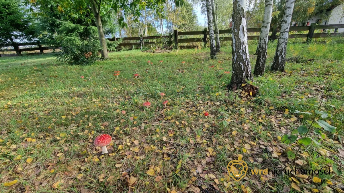 168961 - zdjęcie nr 4
