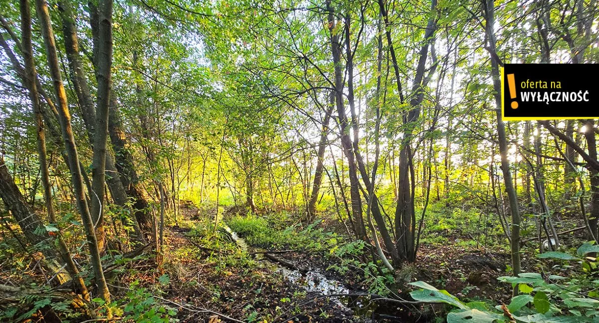 Działka 8 300,00 m², oferta nr , GH183167, Niedźwiedź