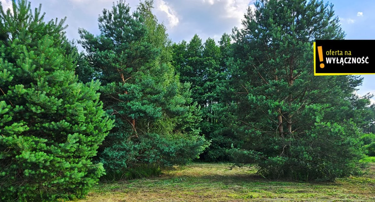 GH125733 - zdjęcie nr 3