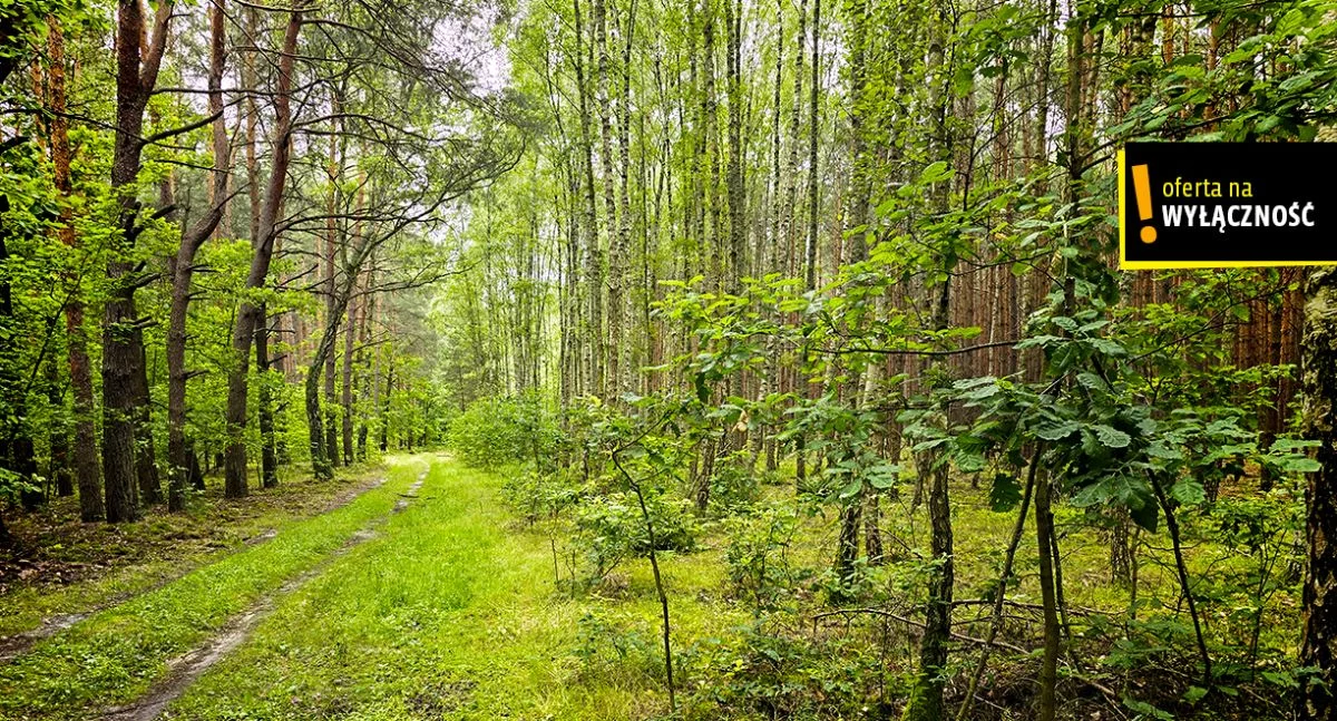 Działka 7 300,00 m², oferta nr , GH756435, Strzegomek