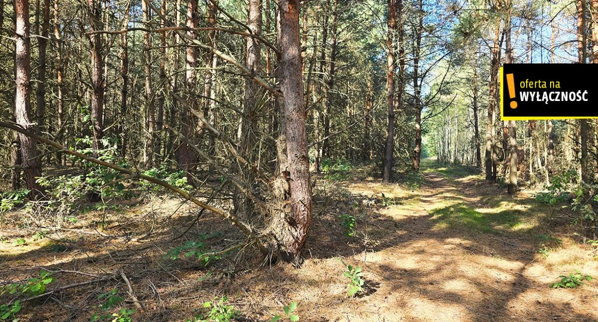 Działka 34 600,00 m², oferta nr , GH635420, Strzegomek