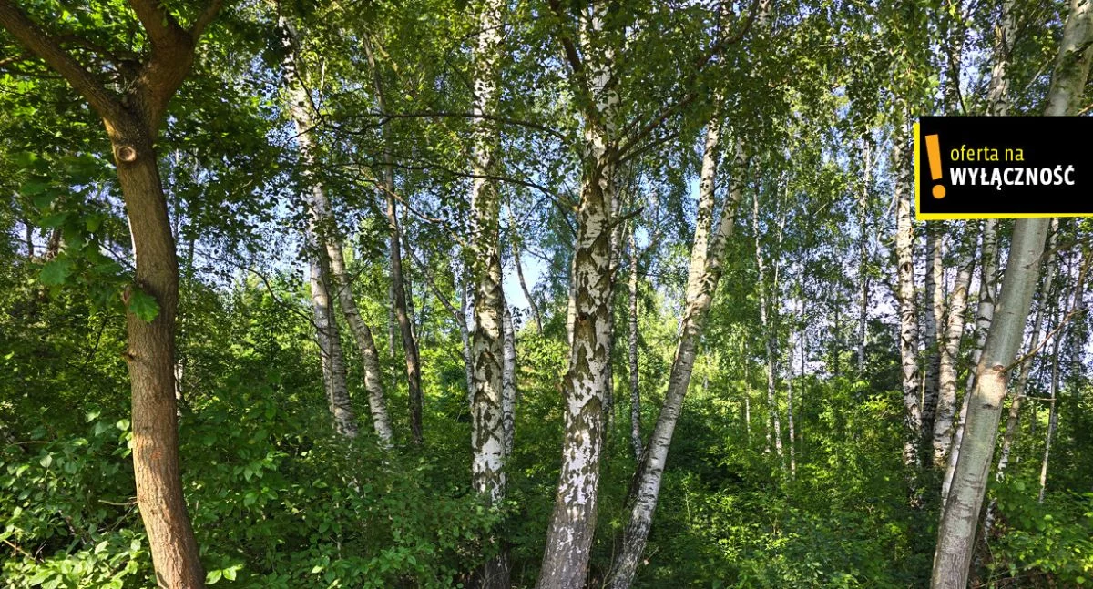 GH542887 - zdjęcie nr 2