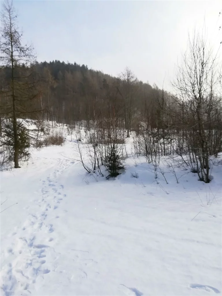 Działka 4 600,00 m², oferta nr , 542/14328/OGS, Boguszów-Gorce