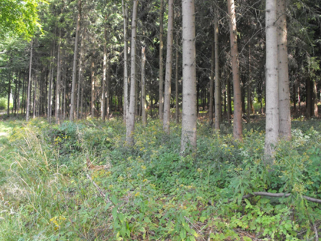 Działka 80 000,00 m², oferta nr , 5/14328/OGS, Boguszów-Gorce