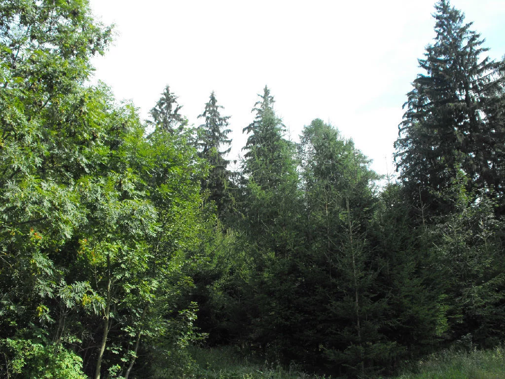 Działka 80 000,00 m², oferta nr , 5/14328/OGS, Boguszów-Gorce