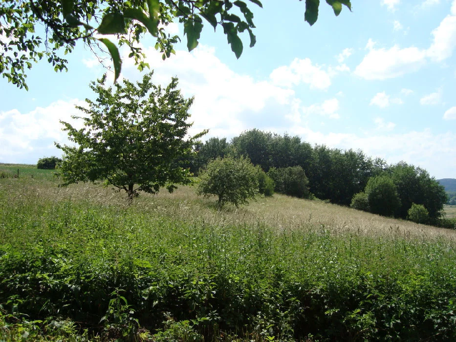Działka 4 284,00 m², oferta nr , 61/14328/OGS, Dziećmorowice