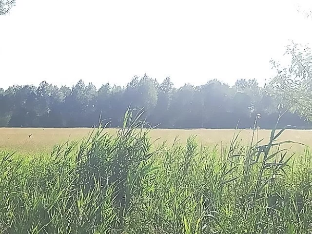 Działka 3 500,00 m², oferta nr , 316/14328/OGS, Gorzeszów