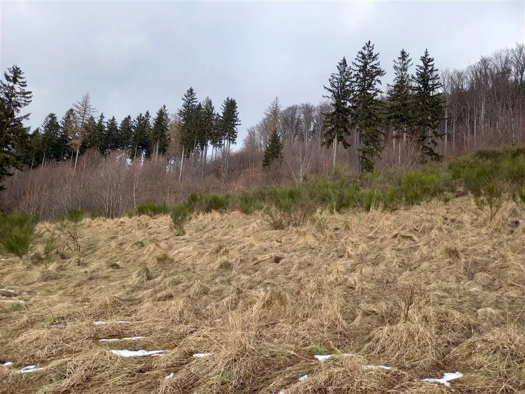 Działka 3 800,00 m², oferta nr , 272/14328/OGS, Jedlina-Zdrój