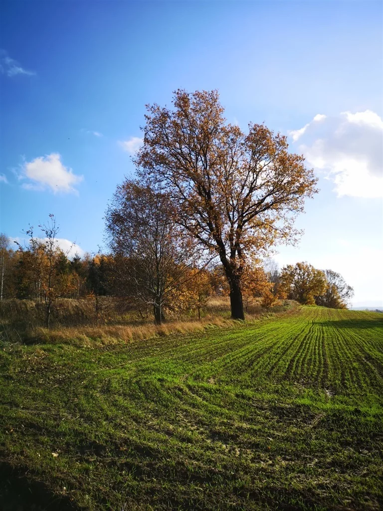 Działka 5 700,00 m², oferta nr , 108/14328/OGS, Pisarzowice