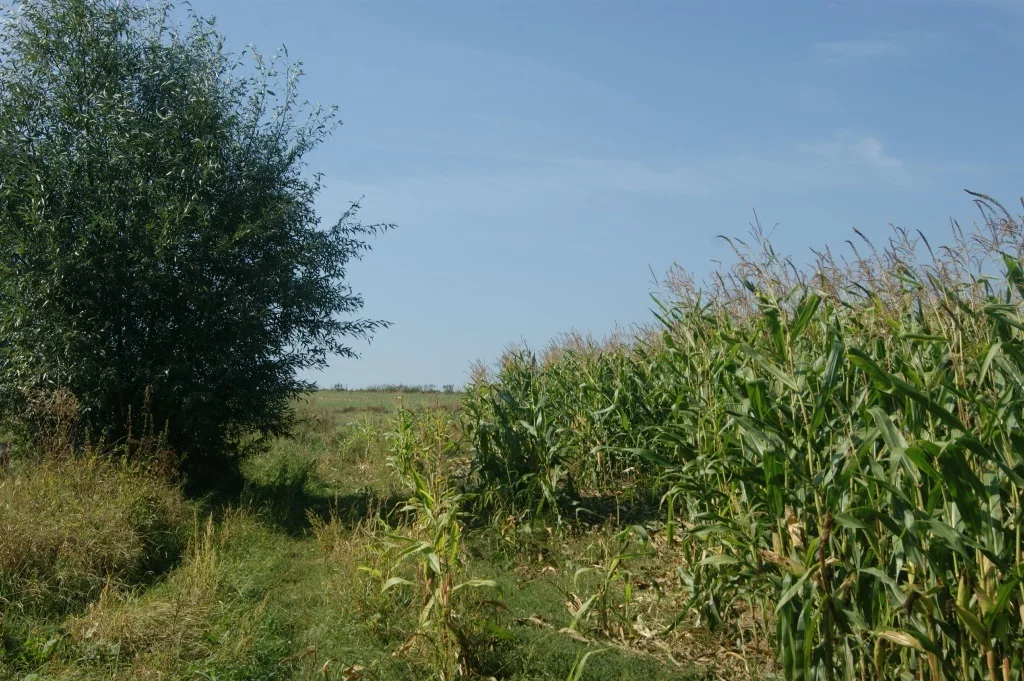 Działka 1 000,00 m², oferta nr , 58/14328/OGS, Stare Bogaczowice