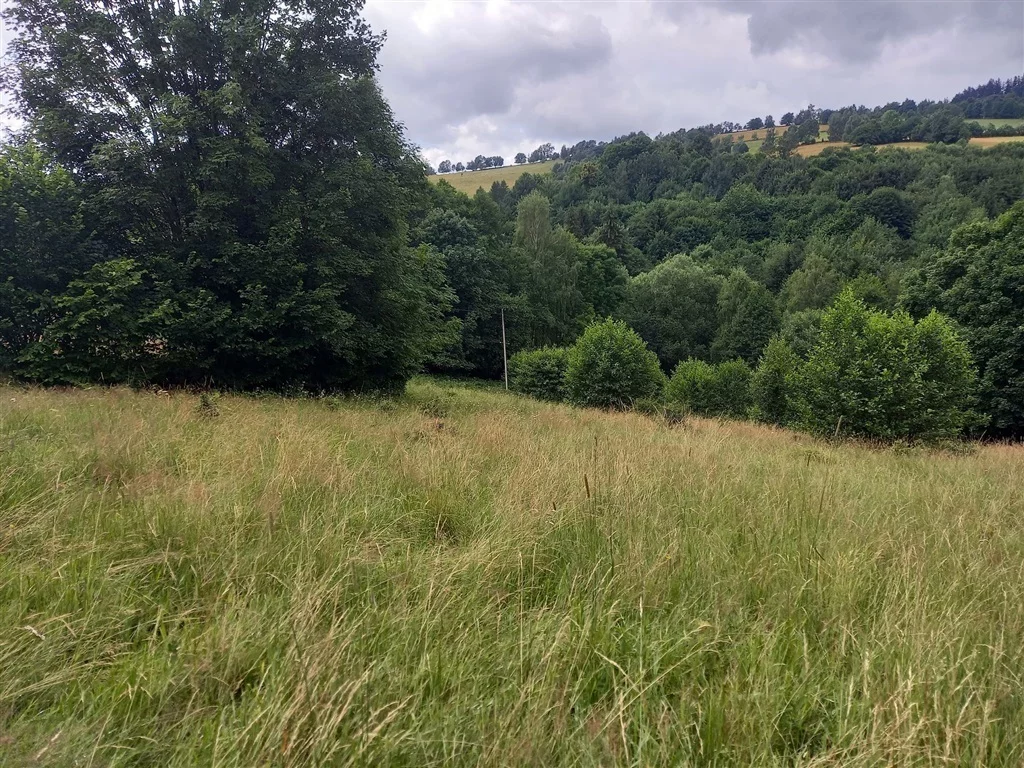 Działka 6 340,00 m², oferta nr , 155/14328/OGS, Walim